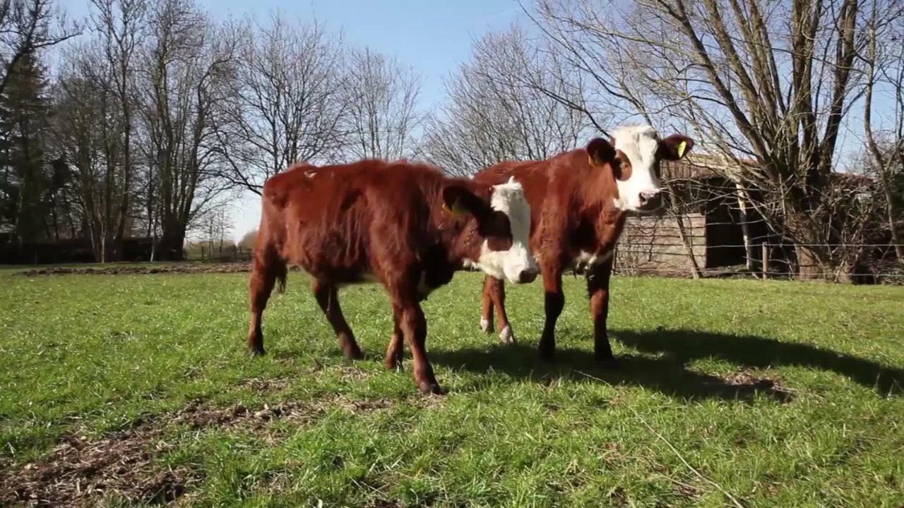 B&B Oldenbosch Holwierde Eksteriør billede